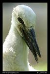 White Stork  (Ciconia ciconia)