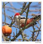 Middle Spotted Woodpecker  (Dendrocopos medius )