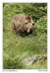 Medvěd hnědý  (Ursus arctos)
