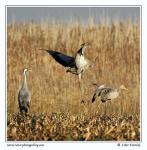 Common Crane  (Grus grus)