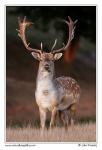 Fallow Deer  (Dama dama )