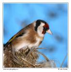 Goldfinch  (Carduelis carduelis)