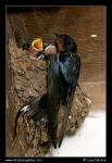 Barn Swallow  (Hirundo rustica)