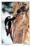 Great Spotted Woodpecker  (Dendrocopos major)