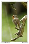 Robin  (Erithacus rubecula)