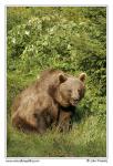 Medvěd hnědý  (Ursus arctos)