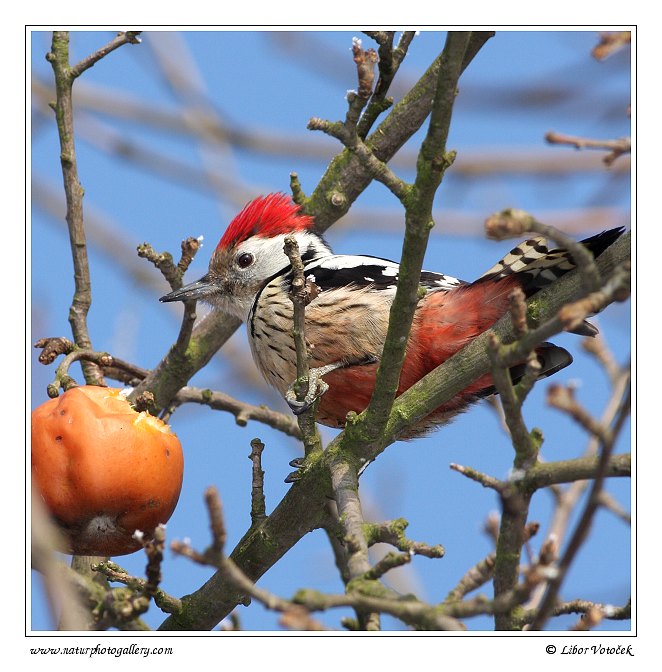 Middle Spotted Woodpecker  (Dendrocopos medius )