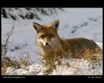 Liška obecná  (Vulpes vulpes)