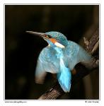 Kingfisher  (Alcedo atthis)