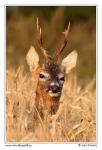 Roe Deer  (Capreolus capreolus )