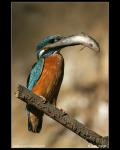 Kingfisher  (Alcedo atthis)