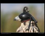Sokol stěhovavý  (Falco peregrinus)
