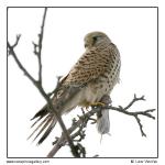 Poštolka obecná (Falco tinnunculus )
