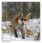 Liška obecná  (Vulpes vulpes)