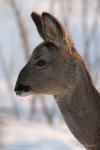 Roe Deer  (Capreolus capreolus )