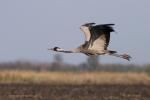 Common Crane  (Grus grus)