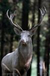 Red deer - white  (Cervus elaphus - )