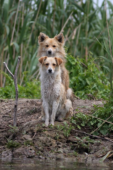 Psi v deltě (Câini în delta)