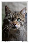 Wild Cat (Felis silvestris)