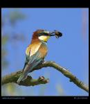Bee-eater  (Merops apiaster)